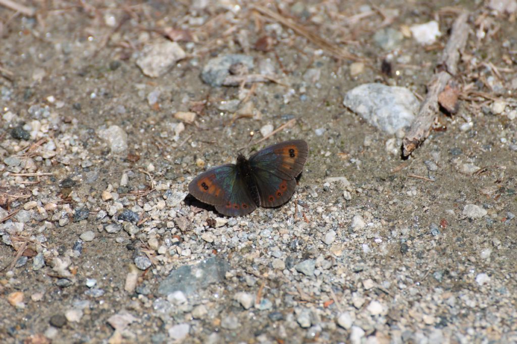 Erebia cassioides? S